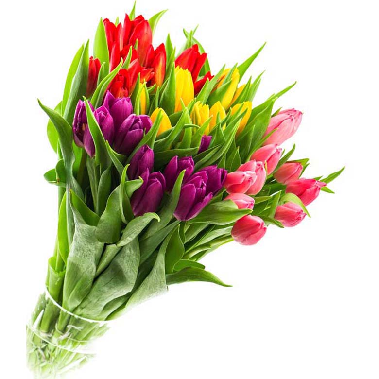 Tulipan  bukiet 7 szt.